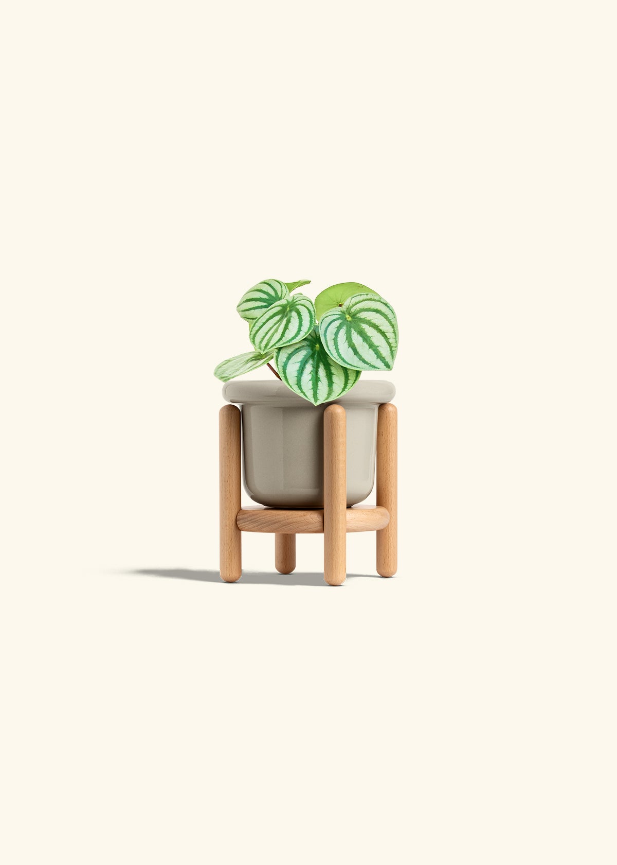 Watermelon Peperomia in a 4 inches Fat Lip Oat Planter in a Beech Wood Stand