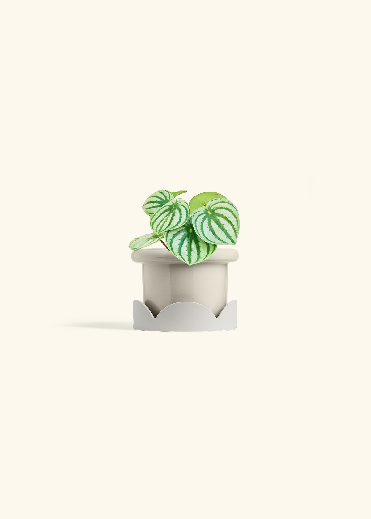 Watermelon Peperomia in a 4 inches Fat Lip Oat Planter in a Oat Petal Drip Tray