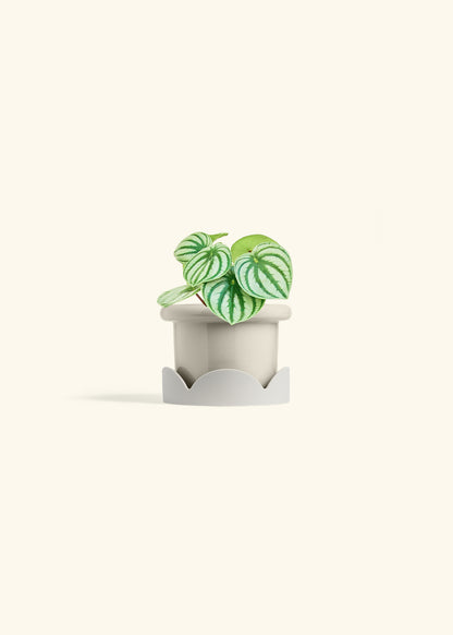 Watermelon Peperomia in a 4 inches Fat Lip Oat Planter in a Oat Petal Drip Tray