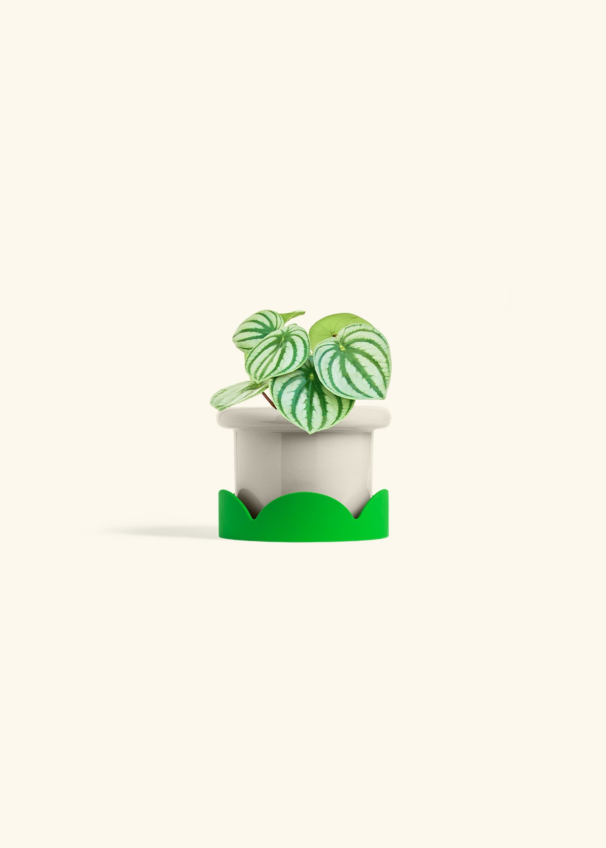 Watermelon Peperomia in a 4 inches Fat Lip Oat Planter in a Shamrock Petal Drip Tray