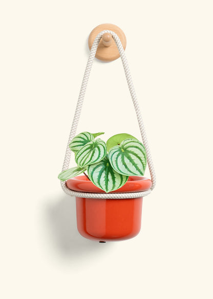 Watermelon Peperomia, Small