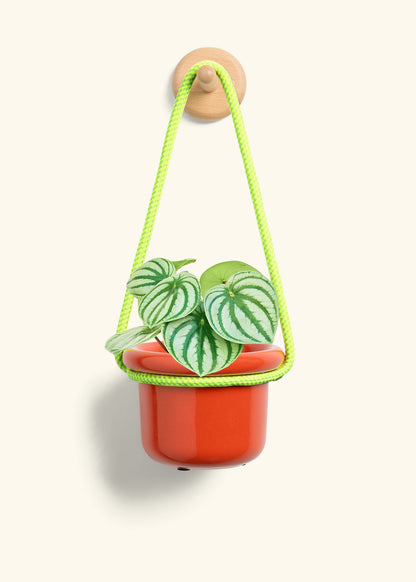 Watermelon Peperomia, Small