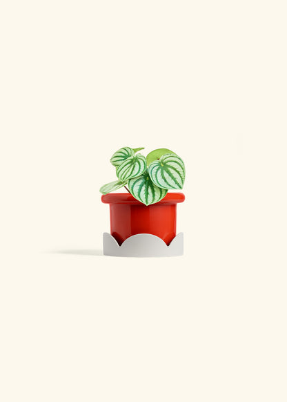 Watermelon Peperomia in a 4 inches Fat Lip Red Planter in a Oat Petal Drip Tray