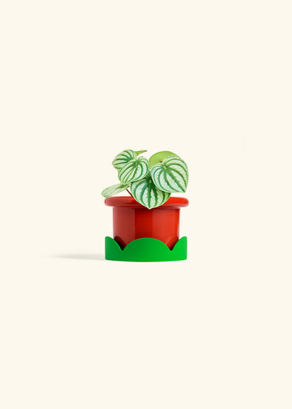 Watermelon Peperomia in a 4 inches Fat Lip Red Planter in a Shamrock Petal Drip Tray
