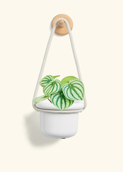 Watermelon Peperomia, Small
