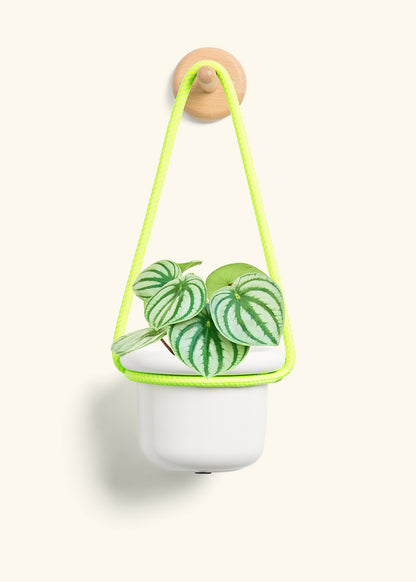 Watermelon Peperomia, Small