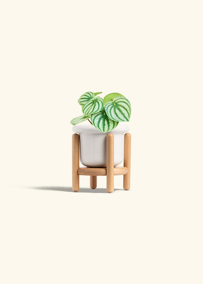 Watermelon Peperomia in a 4 inches Fat Lip White Planter in a Beech Wood Stand