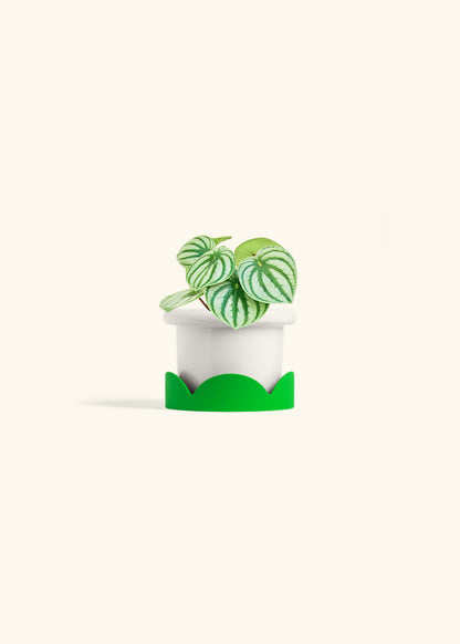 Watermelon Peperomia in a 4 inches Fat Lip White Planter in a Shamrock Petal Drip Tray