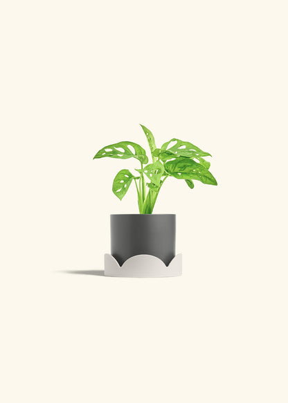 Swiss Cheese Vine in a 4 inches Charcoal Classic Cylinder Planter in a Oat Petal Drip Tray
