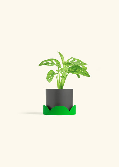 Swiss Cheese Vine in a 4 inches Charcoal Classic Cylinder Planter in a Shamrock Petal Drip Tray