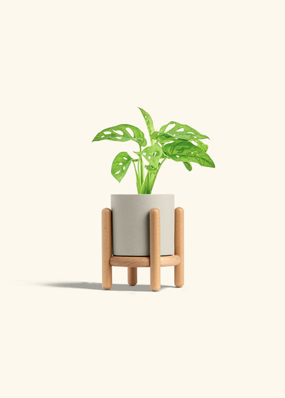 Swiss Cheese Vine in a 4 inches Oat Classic Cylinder Planter in a Beech Wood Stand