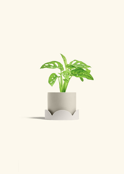 Swiss Cheese Vine in a 4 inches Oat Classic Cylinder Planter in a Oat Petal Drip Tray