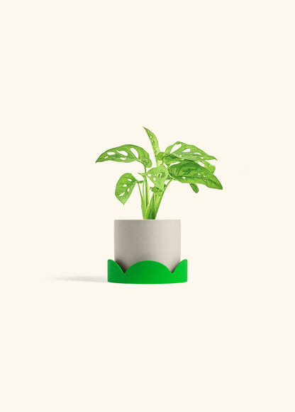 Swiss Cheese Vine in a 4 inches Oat Classic Cylinder Planter in a Shamrock Petal Drip Tray