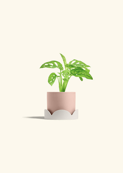 Swiss Cheese Vine in a 4 inches Pink Classic Cylinder Planter in a Oat Petal Drip Tray