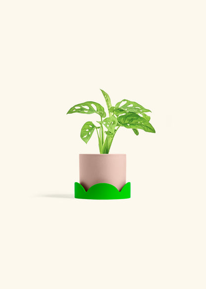 Swiss Cheese Vine in a 4 inches Pink Classic Cylinder Planter in a Shamrock Petal Drip Tray