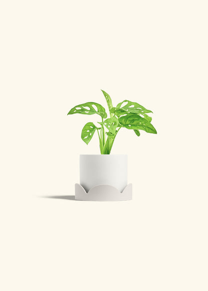 Swiss Cheese Vine in a 4 inches White Classic Cylinder Planter in a Oat Petal Drip Tray