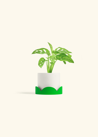 Swiss Cheese Vine in a 4 inches White Classic Cylinder Planter in a Shamrock Petal Drip Tray