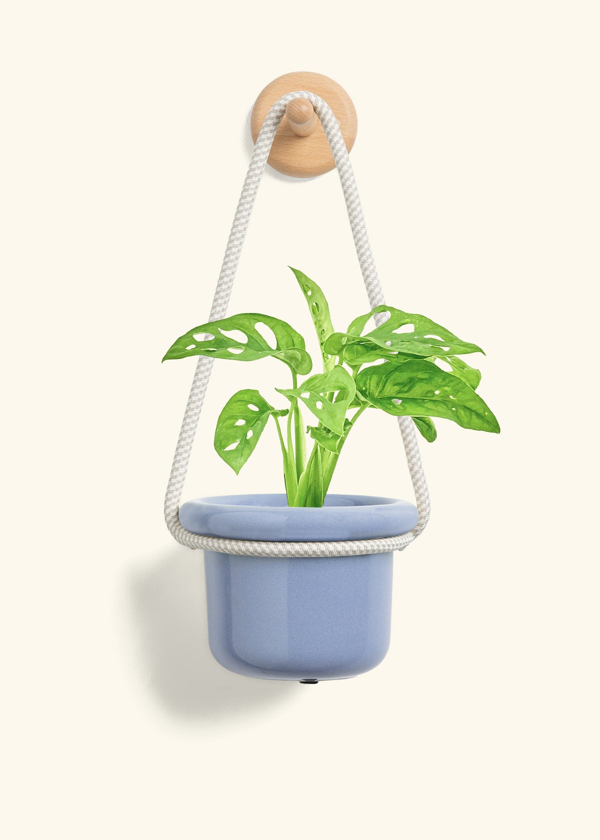 Swiss Cheese Vine, Small
