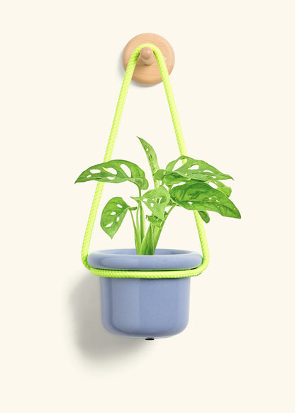 Swiss Cheese Vine, Small