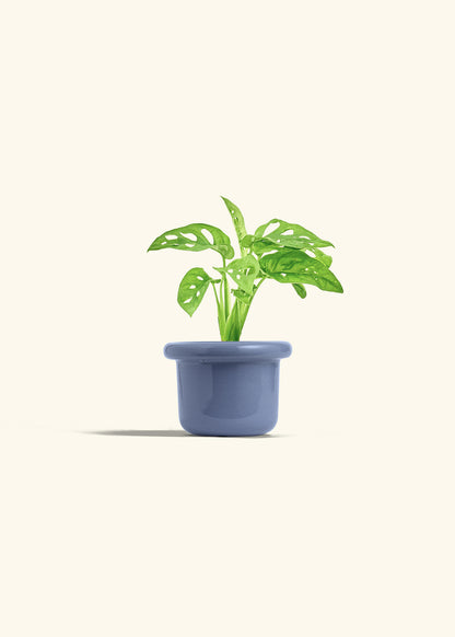 Swiss Cheese Vine in a 4 inches Fat Lip Blue Planter 