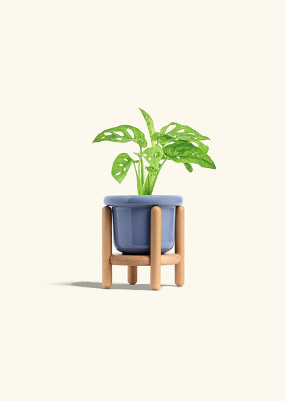 Swiss Cheese Vine in a 4 inches Fat Lip Blue Planter in a Beech Wood Stand
