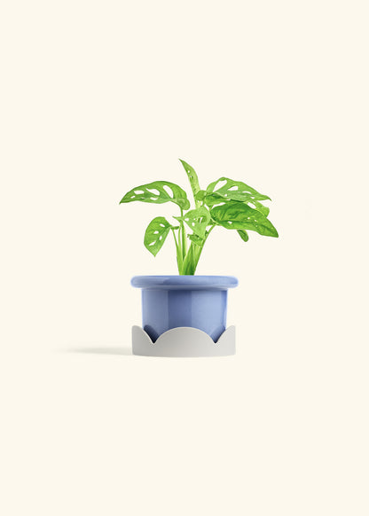 Swiss Cheese Vine in a 4 inches Fat Lip Blue Planter in a Oat Petal Drip Tray