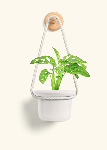 Swiss Cheese Vine, Small
