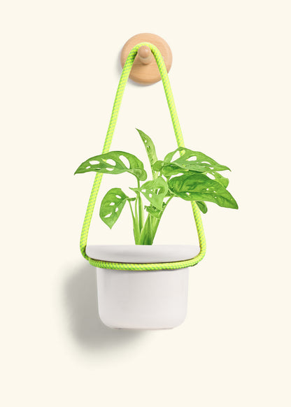 Swiss Cheese Vine, Small