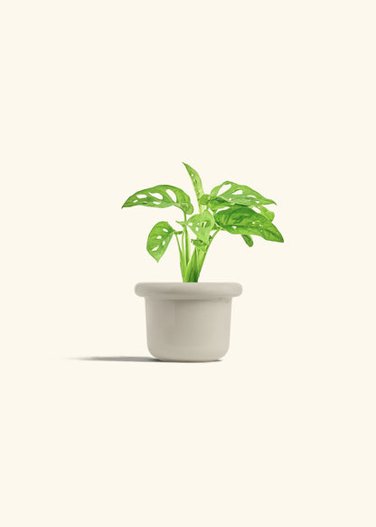 Swiss Cheese Vine in a 4 inches Fat Lip Oat Planter 