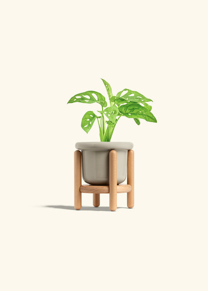 Swiss Cheese Vine in a 4 inches Fat Lip Oat Planter in a Beech Wood Stand