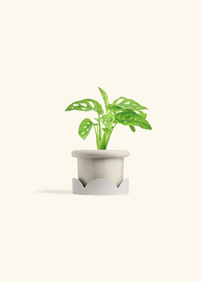 Swiss Cheese Vine in a 4 inches Fat Lip Oat Planter in a Oat Petal Drip Tray
