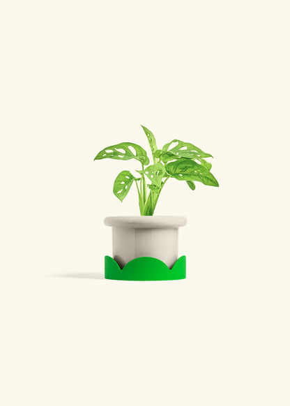 Swiss Cheese Vine in a 4 inches Fat Lip Oat Planter in a Shamrock Petal Drip Tray