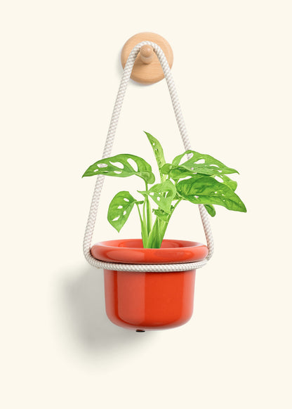 Swiss Cheese Vine, Small