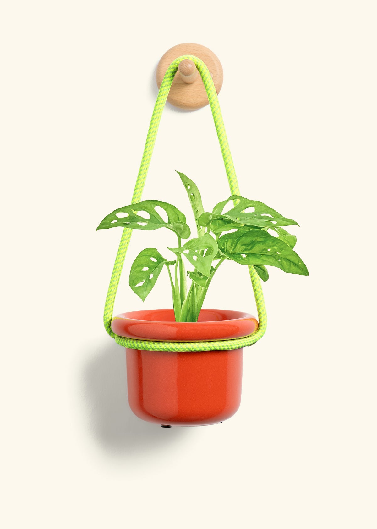 Swiss Cheese Vine, Small