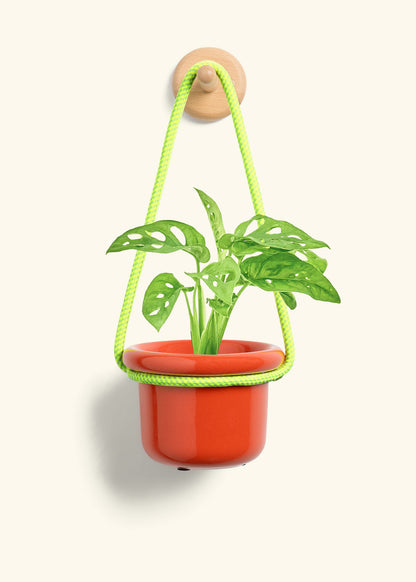 Swiss Cheese Vine, Small