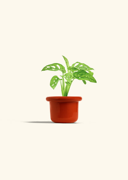 Swiss Cheese Vine in a 4 inches Fat Lip Red Planter 
