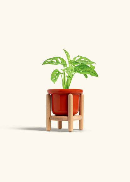 Swiss Cheese Vine in a 4 inches Fat Lip Red Planter in a Beech Wood Stand