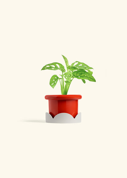Swiss Cheese Vine in a 4 inches Fat Lip Red Planter in a Oat Petal Drip Tray