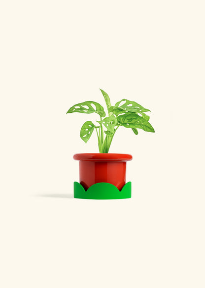 Swiss Cheese Vine in a 4 inches Fat Lip Red Planter in a Shamrock Petal Drip Tray