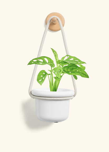 Swiss Cheese Vine, Small