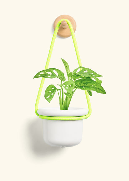 Swiss Cheese Vine, Small
