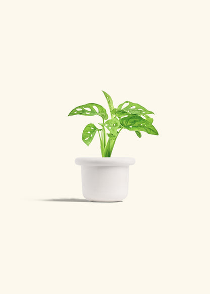 Swiss Cheese Vine in a 4 inches Fat Lip White Planter 