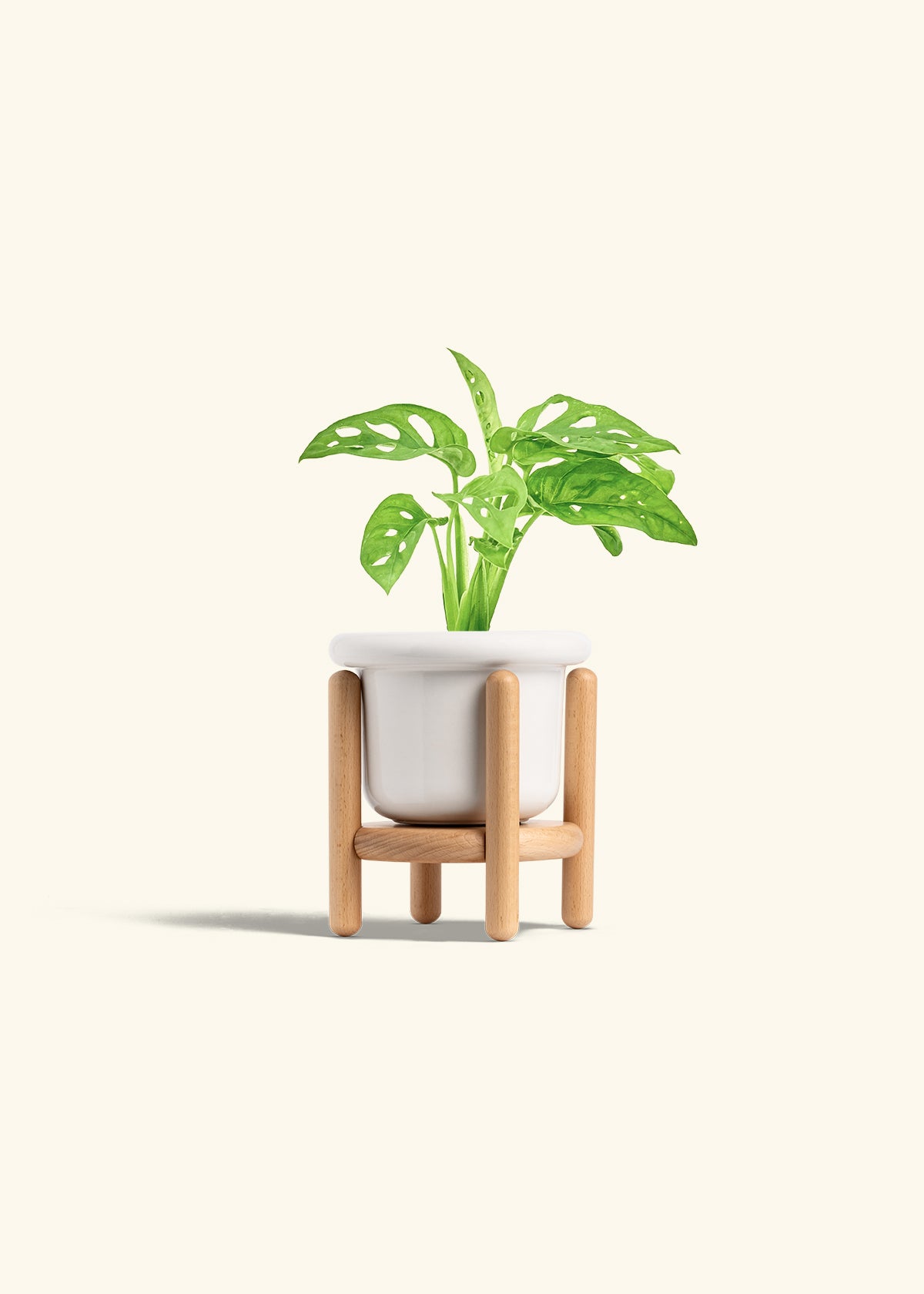 Swiss Cheese Vine in a 4 inches Fat Lip White Planter in a Beech Wood Stand