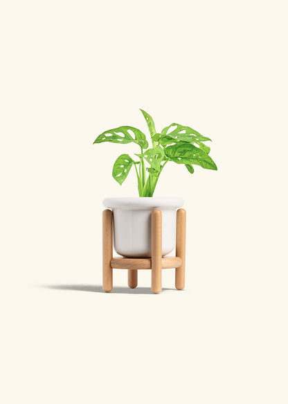 Swiss Cheese Vine in a 4 inches Fat Lip White Planter in a Beech Wood Stand