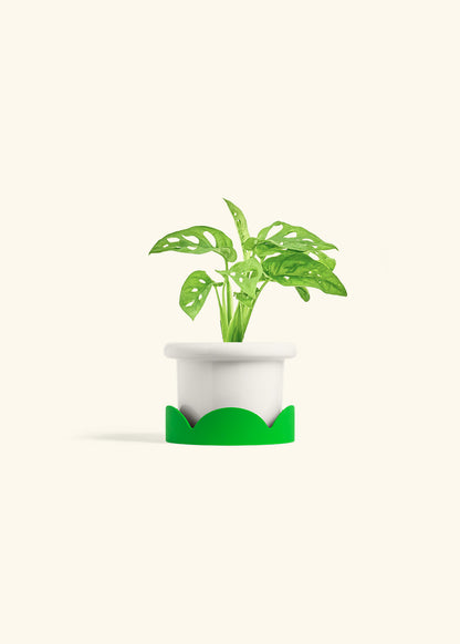 Swiss Cheese Vine in a 4 inches Fat Lip White Planter in a Shamrock Petal Drip Tray