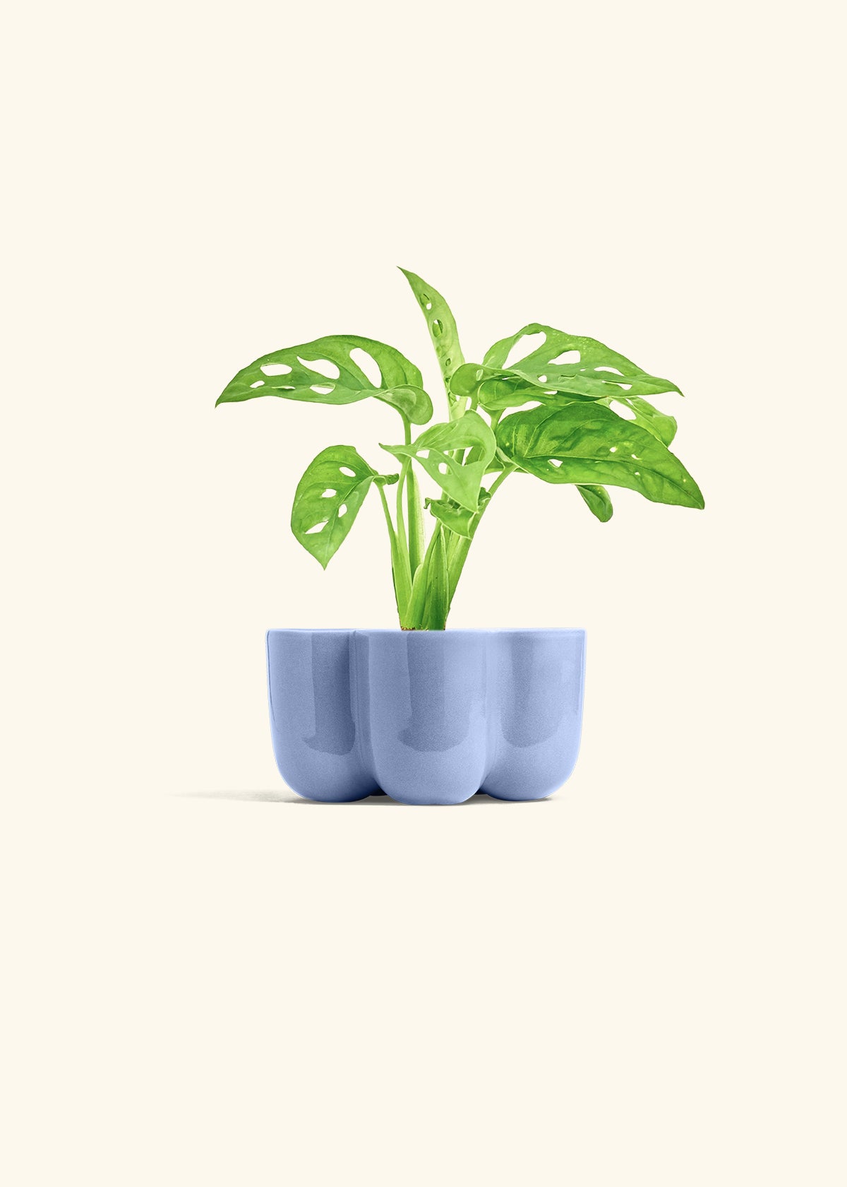 Swiss Cheese Vine in a 4 inches in a Blue Petal Planter