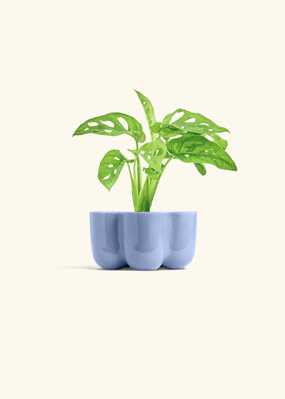 Swiss Cheese Vine in a 4 inches in a Blue Petal Planter