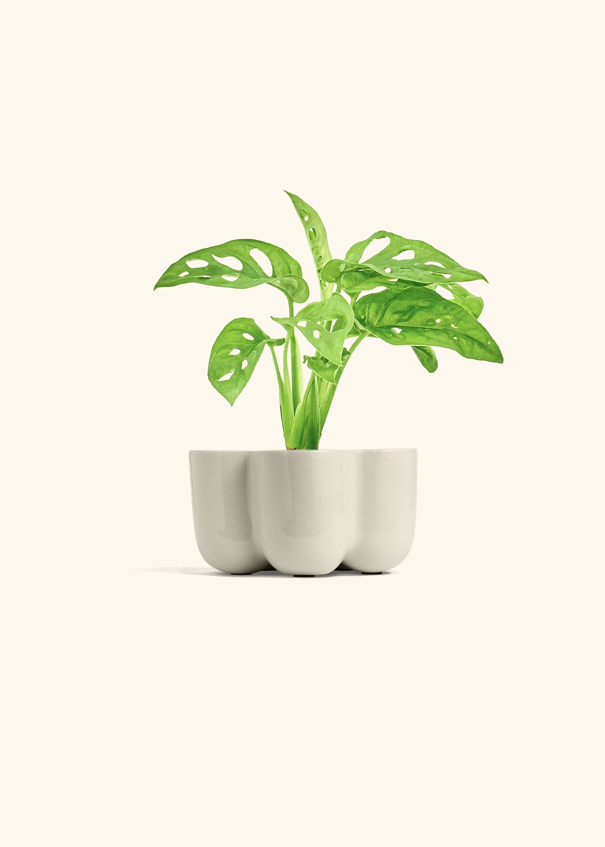 Swiss Cheese Vine in a 4 inches in a Oat Petal Planter
