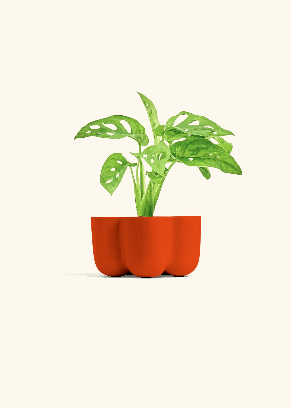 Swiss Cheese Vine in a 4 inches in a Red Petal Planter