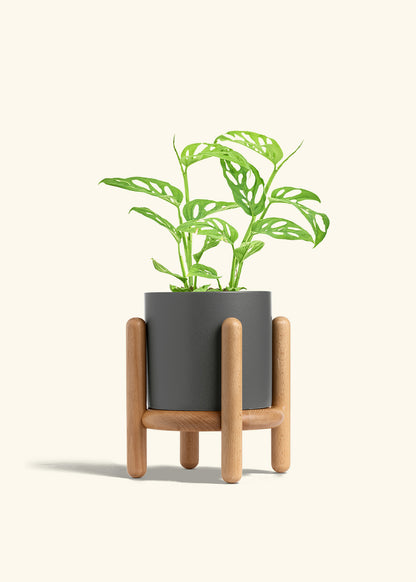 Swiss Cheese Vine in a 6 inches Oat Classic Cylinder Planter in a Beech Wood Stand